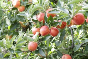 Malus Braeburn             CAC 150-200cm im 7,5L Topf