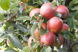 Malus Braeburn             CAC 150-200cm im 7,5L Topf