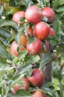 Malus Braeburn             CAC 150-200cm im 7,5L Topf