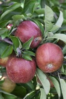 Malus Braeburn             CAC 150-200cm im 7,5L Topf