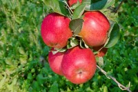 Malus Braeburn             CAC 150-200cm im 7,5L Topf