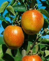 Malus Braeburn             CAC 150-200cm im 7,5L Topf