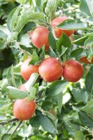 Malus Braeburn             CAC 150-200cm im 7,5L Topf