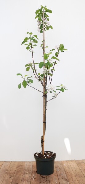 Malus Elstar                         CAC 150-200cm im 7,5L Topf