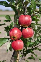 Malus Elstar                         CAC 150-200cm im 7,5L Topf