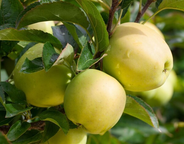 Malus Golden Delicious               CAC 150-200cm im 7,5L Topf