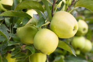 Malus Golden Delicious               CAC 150-200cm im 7,5L Topf