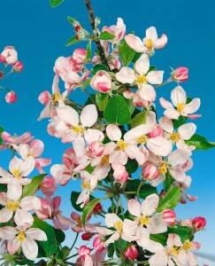 Malus Golden Delicious               CAC 150-200cm im 7,5L Topf