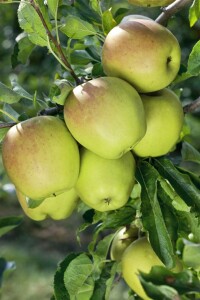 Malus Golden Delicious               CAC 150-200cm im 7,5L Topf