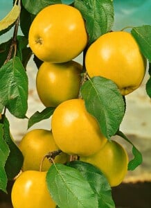 Malus Golden Delicious               CAC 150-200cm im 7,5L Topf