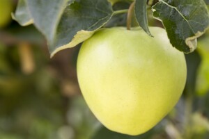 Malus Golden Delicious               CAC 150-200cm im 7,5L Topf