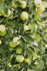 Malus Golden Delicious               CAC 150-200cm im 7,5L Topf