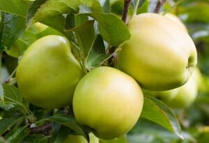 Malus Golden Delicious               CAC 150-200cm im 7,5L Topf