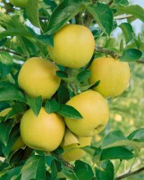 Malus Golden Delicious               CAC 150-200cm im 7,5L Topf