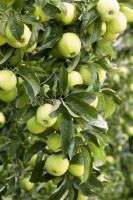 Malus Golden Delicious               CAC 150-200cm im 7,5L Topf