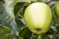 Malus Golden Delicious               CAC 150-200cm im 7,5L Topf