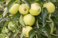 Malus Golden Delicious               CAC 150-200cm im 7,5L Topf