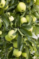 Malus Golden Delicious               CAC 150-200cm im 7,5L Topf