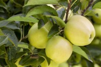 Malus Golden Delicious               CAC 150-200cm im 7,5L Topf