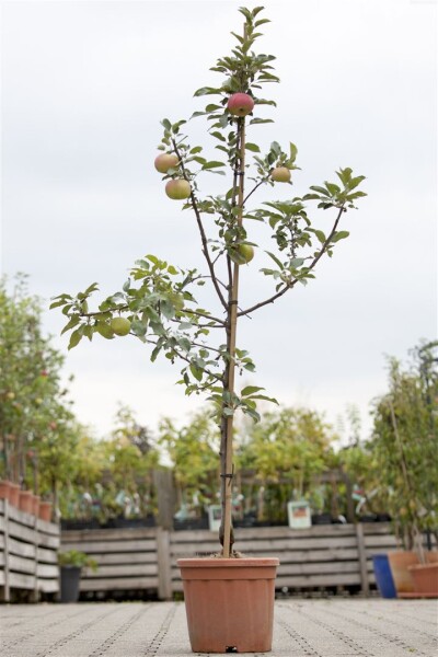 Malus Idared                         CAC 150-200cm im 7,5L Topf