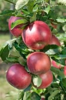 Malus Idared                         CAC 150-200cm im 7,5L Topf