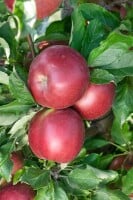 Malus Idared                         CAC 150-200cm im 7,5L Topf