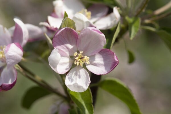 Malus Ingrid Marie                   CAC 150-200cm im 7,5L Topf