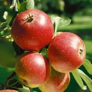 Malus Ingrid Marie                   CAC 150-200cm im 7,5L Topf