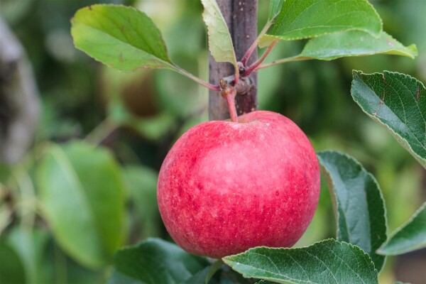 Malus Roter Berlepsch                CAC 7,5L