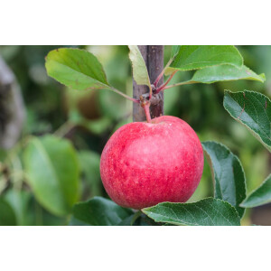Malus Roter Berlepsch                CAC 7,5L