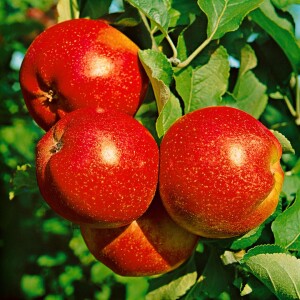 Malus Roter Berlepsch                CAC 7,5L