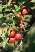 Malus Roter Berlepsch                CAC 7,5L