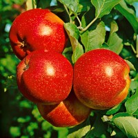 Malus Roter Berlepsch                CAC 7,5L