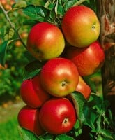 Malus Roter Berlepsch                CAC 7,5L