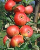 Malus Roter Berlepsch                CAC 7,5L