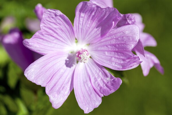 Malva moschata, rosa 9 cm Topf - Größe nach Saison