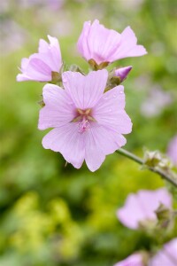 Malva moschata, rosa 9 cm Topf - Größe nach Saison