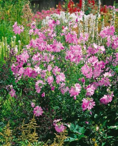 Malva moschata, rosa 9 cm Topf - Größe nach Saison