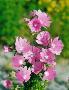 Malva moschata, rosa 9 cm Topf - Größe nach Saison