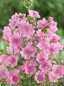 Malva moschata, rosa 9 cm Topf - Größe nach Saison