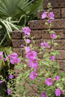 Malva moschata, rosa 9 cm Topf - Größe nach Saison