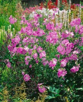 Malva moschata, rosa 9 cm Topf - Größe nach Saison