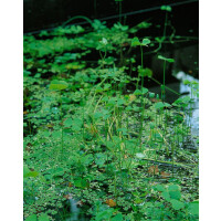 Marsilea quadrifolia 9 cm Topf - Größe nach...