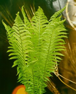 Matteuccia struthiopteris 11 cm Topf - Größe nach Saison