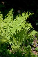 Matteuccia struthiopteris 11 cm Topf - Größe nach Saison