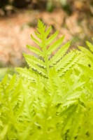 Matteuccia struthiopteris 11 cm Topf - Größe nach Saison