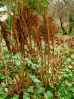 Matteuccia struthiopteris 11 cm Topf - Größe nach Saison