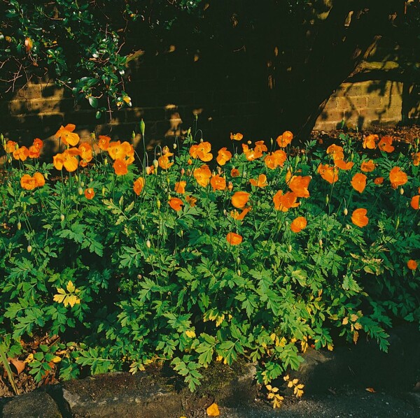 Meconopsis cambrica Aurantiaca 9 cm Topf - Größe nach Saison