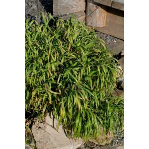 Melica altissima Atropurpurea 9 cm Topf -...