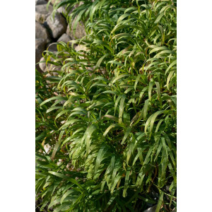 Melica altissima Atropurpurea 9 cm Topf -...